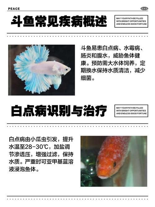 提供魚的常見病與防治圖片【《魚的常見病與防治》18種常見病及防治方法】 提供魚的常見病與防治圖片【《魚的常見病與防治》18種常見病及防治方法】 龍魚百科 第25張