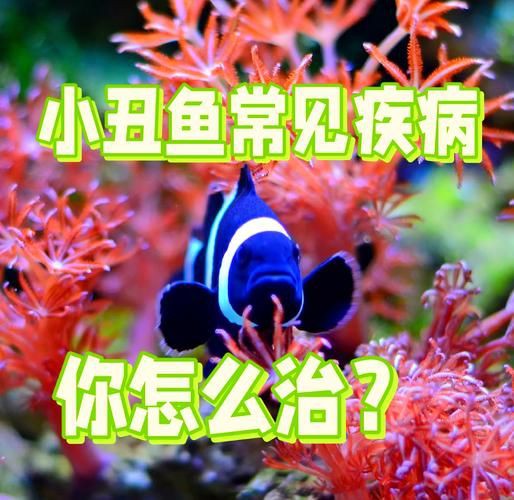 提供魚的常見病與防治圖片【《魚的常見病與防治》18種常見病及防治方法】 提供魚的常見病與防治圖片【《魚的常見病與防治》18種常見病及防治方法】 龍魚百科 第16張