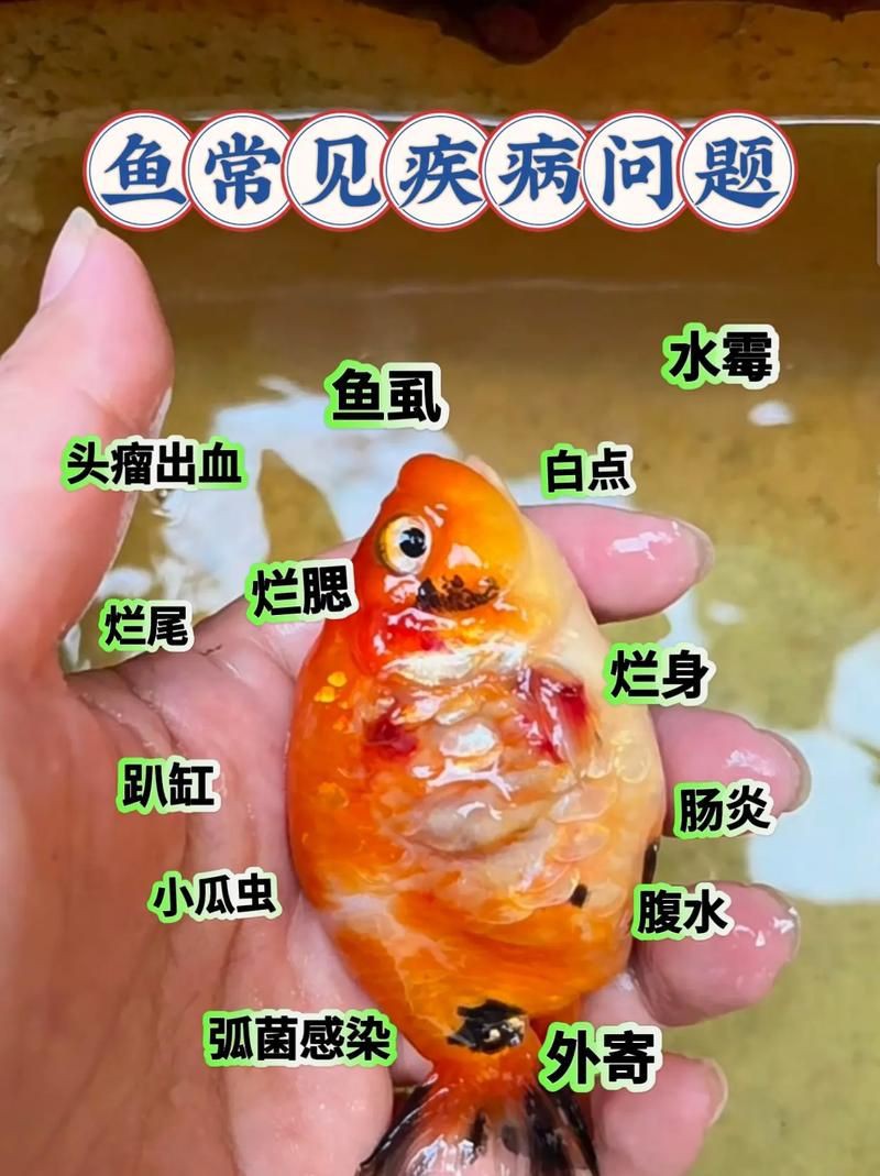 提供魚的常見病與防治圖片【《魚的常見病與防治》18種常見病及防治方法】 提供魚的常見病與防治圖片【《魚的常見病與防治》18種常見病及防治方法】 龍魚百科 第18張