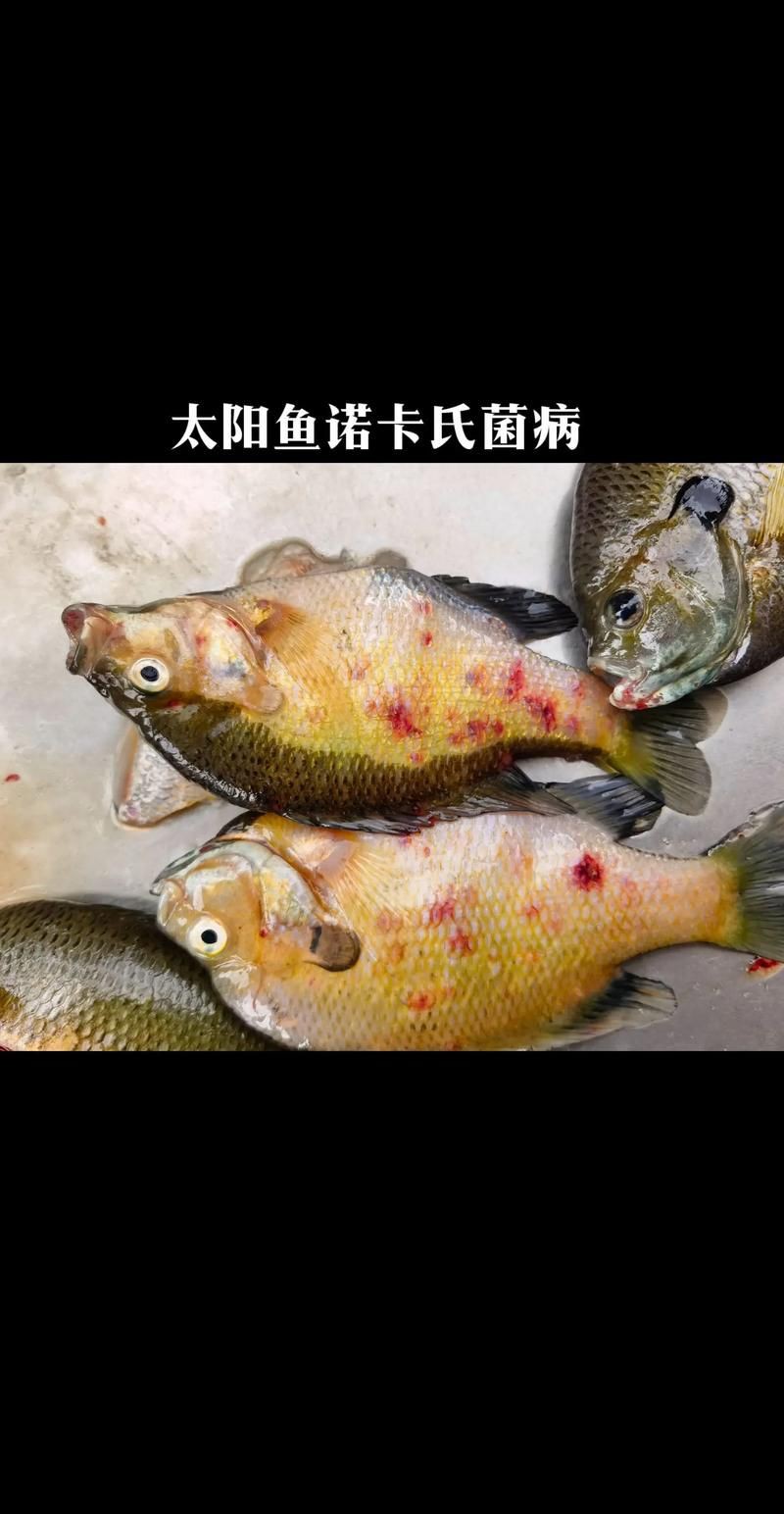 提供魚的常見病與防治圖片【《魚的常見病與防治》18種常見病及防治方法】 提供魚的常見病與防治圖片【《魚的常見病與防治》18種常見病及防治方法】 龍魚百科 第15張