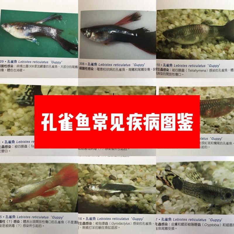 提供魚的常見病與防治圖片【《魚的常見病與防治》18種常見病及防治方法】 提供魚的常見病與防治圖片【《魚的常見病與防治》18種常見病及防治方法】 龍魚百科 第17張