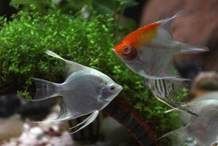 新手養魚常識【新手養魚常識摘要】 新手養魚常識【新手養魚常識摘要】 龍魚百科 第3張