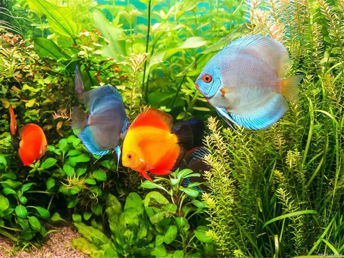 新手養魚常識【新手養魚常識摘要】 新手養魚常識【新手養魚常識摘要】 龍魚百科 第2張