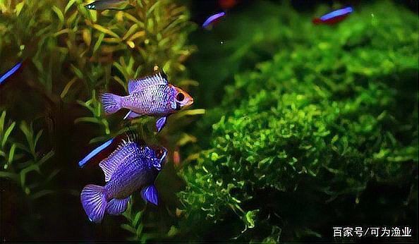 新手養魚常識【新手養魚常識摘要】 新手養魚常識【新手養魚常識摘要】 龍魚百科 第7張
