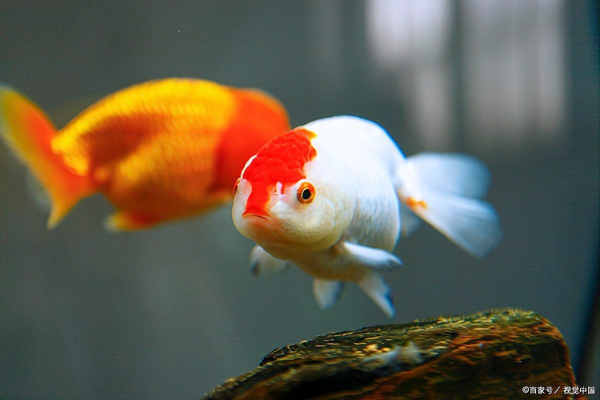新手養魚常識【新手養魚常識摘要】 新手養魚常識【新手養魚常識摘要】 龍魚百科 第1張