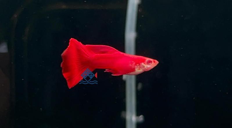 什么顏色的孔雀魚最稀有【全球最稀有孔雀魚色彩圖譜，色彩密碼背后的科學(xué)奧秘】