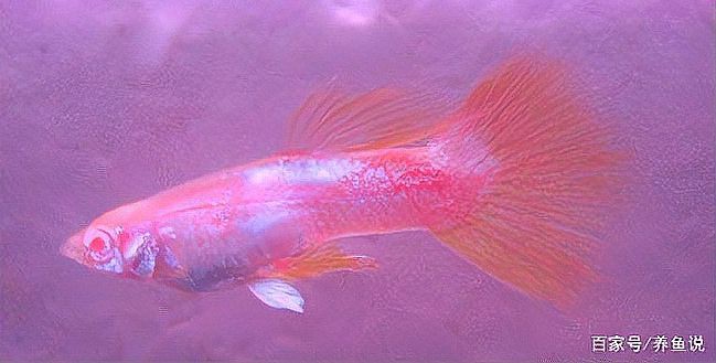 什么顏色的孔雀魚最稀有【全球最稀有孔雀魚色彩圖譜，色彩密碼背后的科學(xué)奧秘】