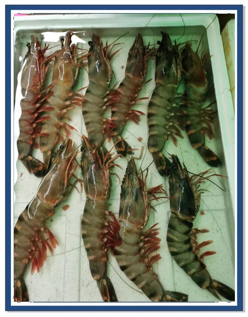 崖州龍魚店，三亞|崖州龍魚專賣店\