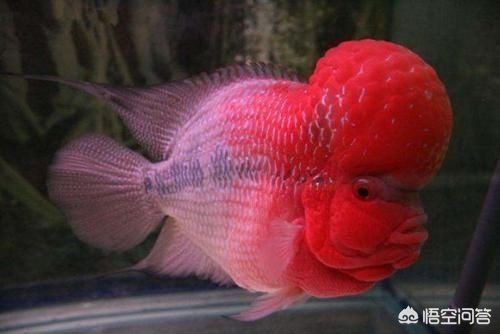 招財魚和龍魚混養需要哪些躲避物？【招財魚與龍魚混養時所需的躲避物問題】