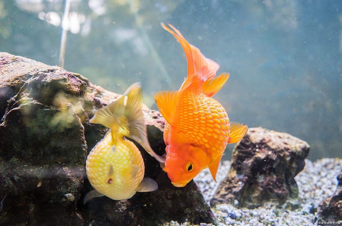 招財魚和龍魚混養需要哪些躲避物？【招財魚與龍魚混養時所需的躲避物問題】