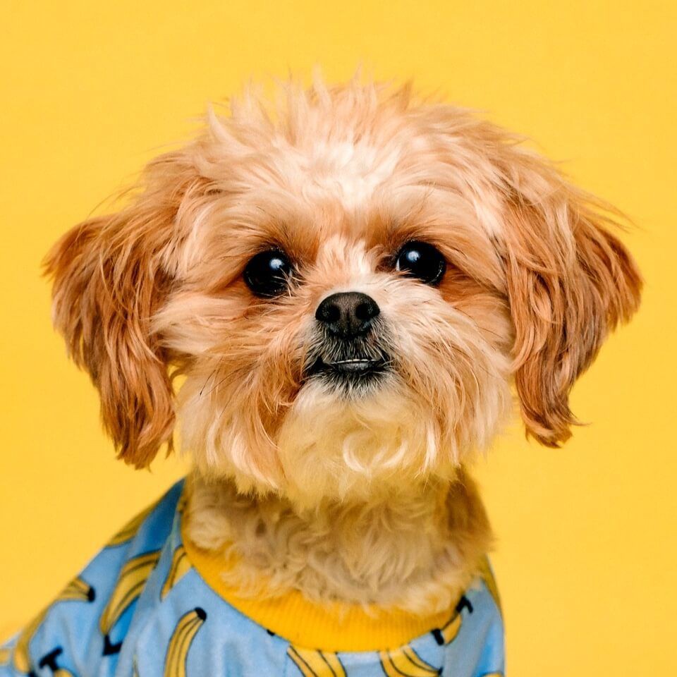 張家界水族批發(fā)市場【張家界水族批發(fā)市場是當?shù)刂匾乃a(chǎn)及水族用品集散地】