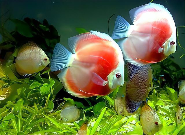 七彩野彩魚(yú)為何要少吃【七彩神仙魚(yú)的飼養(yǎng)技術(shù)】 七彩野彩魚(yú)為何要少吃【七彩神仙魚(yú)的飼養(yǎng)技術(shù)】 龍魚(yú)論壇 第3張