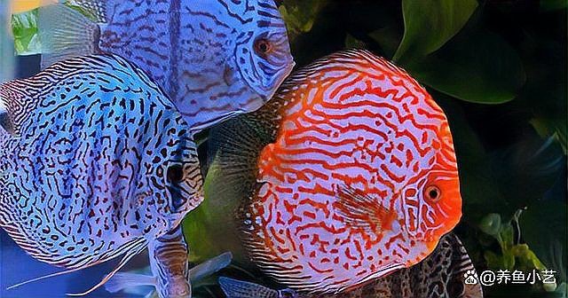 十大最受歡迎的觀賞魚排名【十大最受歡迎的觀賞魚排名十大最受歡迎的觀賞魚排名】 十大最受歡迎的觀賞魚排名【十大最受歡迎的觀賞魚排名十大最受歡迎的觀賞魚排名】 龍魚百科 第6張