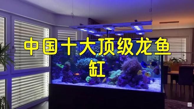 中國龍魚最出名的三個(gè)牌子【中國龍魚行業(yè)三大品牌】