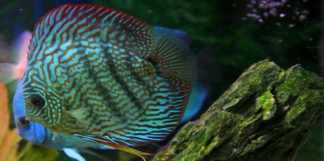 七彩神仙魚哪個品種最貴【七彩神仙魚