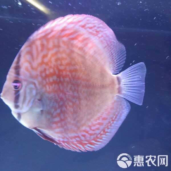 七彩神仙魚哪個品種最貴【七彩神仙魚
