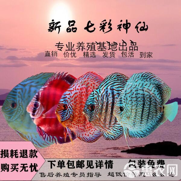 七彩神仙魚哪個品種最貴【七彩神仙魚