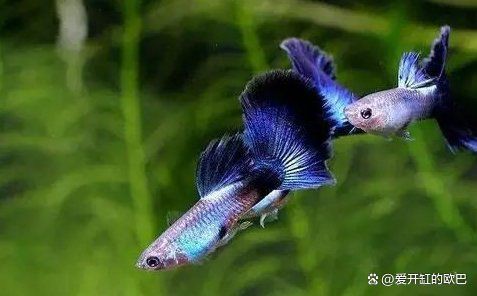 孔雀魚隔三差五死一條【《孔雀魚隔三差五死一條》在飼養(yǎng)孔雀魚的過程中出現(xiàn)了令人困擾的現(xiàn)象】