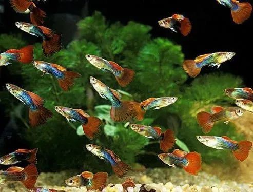 孔雀魚隔三差五死一條【《孔雀魚隔三差五死一條》在飼養孔雀魚的過程中出現了令人困擾的現象】
