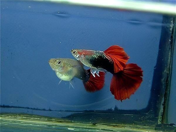 孔雀魚隔三差五死一條【《孔雀魚隔三差五死一條》在飼養(yǎng)孔雀魚的過程中出現(xiàn)了令人困擾的現(xiàn)象】