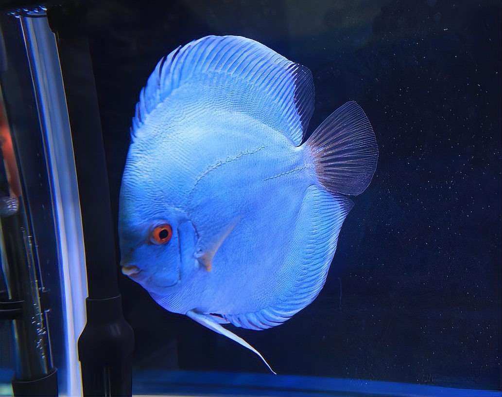 七彩魚怎么養視頻教程【七彩神仙魚的飼養方法】