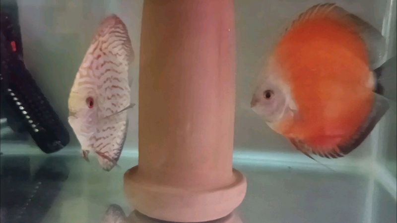 七彩魚怎么養視頻教程【七彩神仙魚的飼養方法】