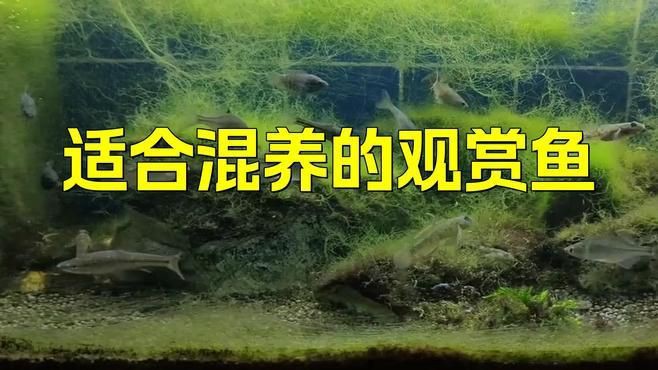 有哪些魚適合與新魚合缸？【哪幾種觀賞魚適合混養(yǎng)】