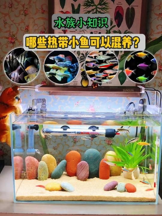 有哪些魚適合與新魚合缸？【哪幾種觀賞魚適合混養】