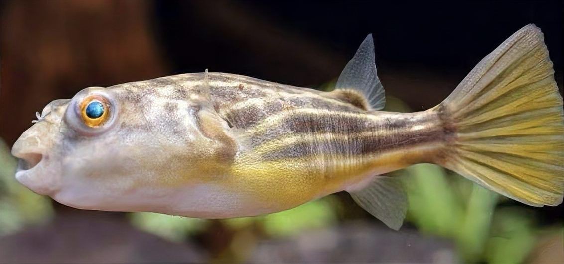 狗頭和河豚哪個貴【狗頭魚和河豚哪個更好養老六師傅哪個更好養】