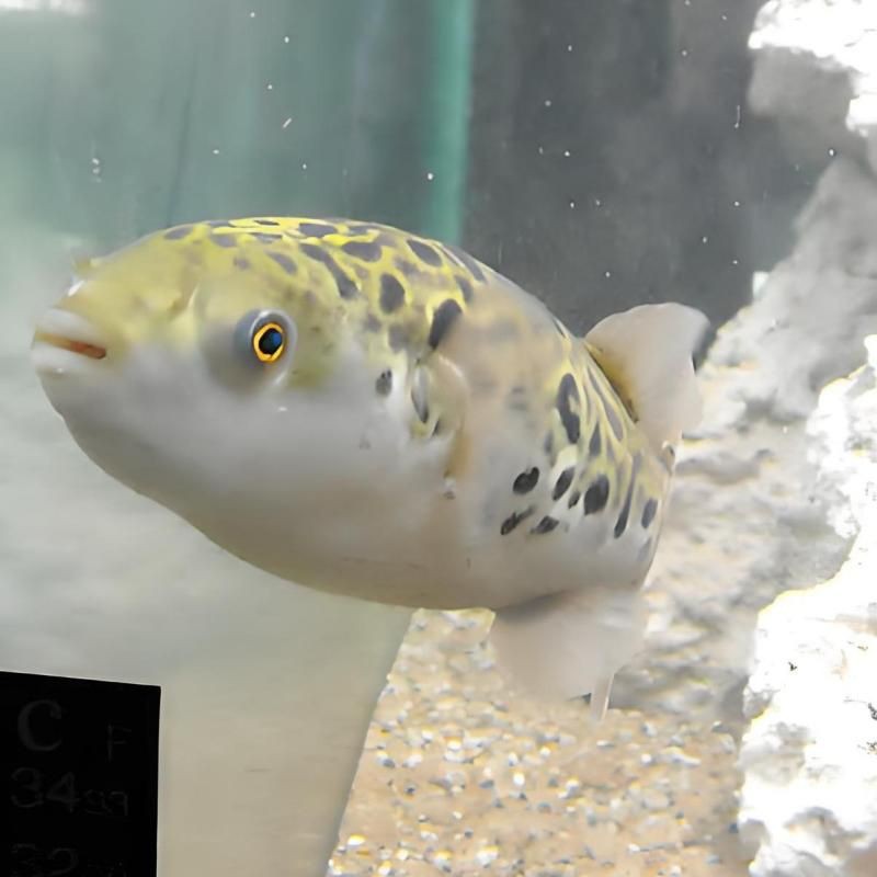 狗頭和河豚哪個貴【狗頭魚和河豚哪個更好養老六師傅哪個更好養】