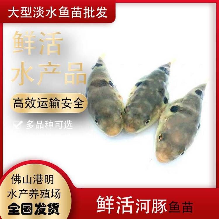 狗頭和河豚哪個貴【狗頭魚和河豚哪個更好養老六師傅哪個更好養】