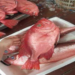 拉倫魚的市場價(jià)格是多少？【海釣拉倫魚2025年部分商家報(bào)價(jià)30元/斤】