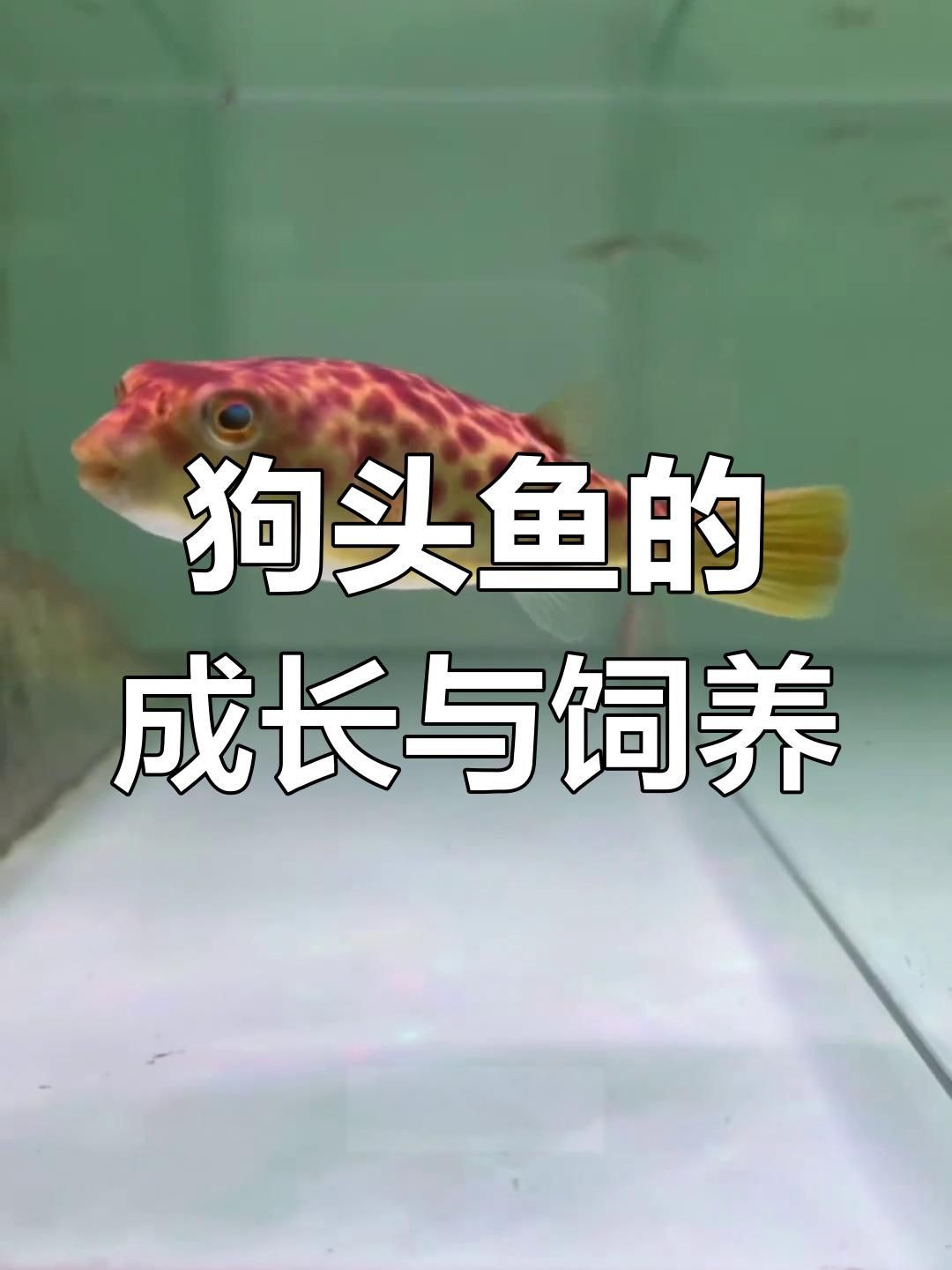 狗頭魚都有什么品種【狗頭魚(淡水河豚)常見品種介紹】