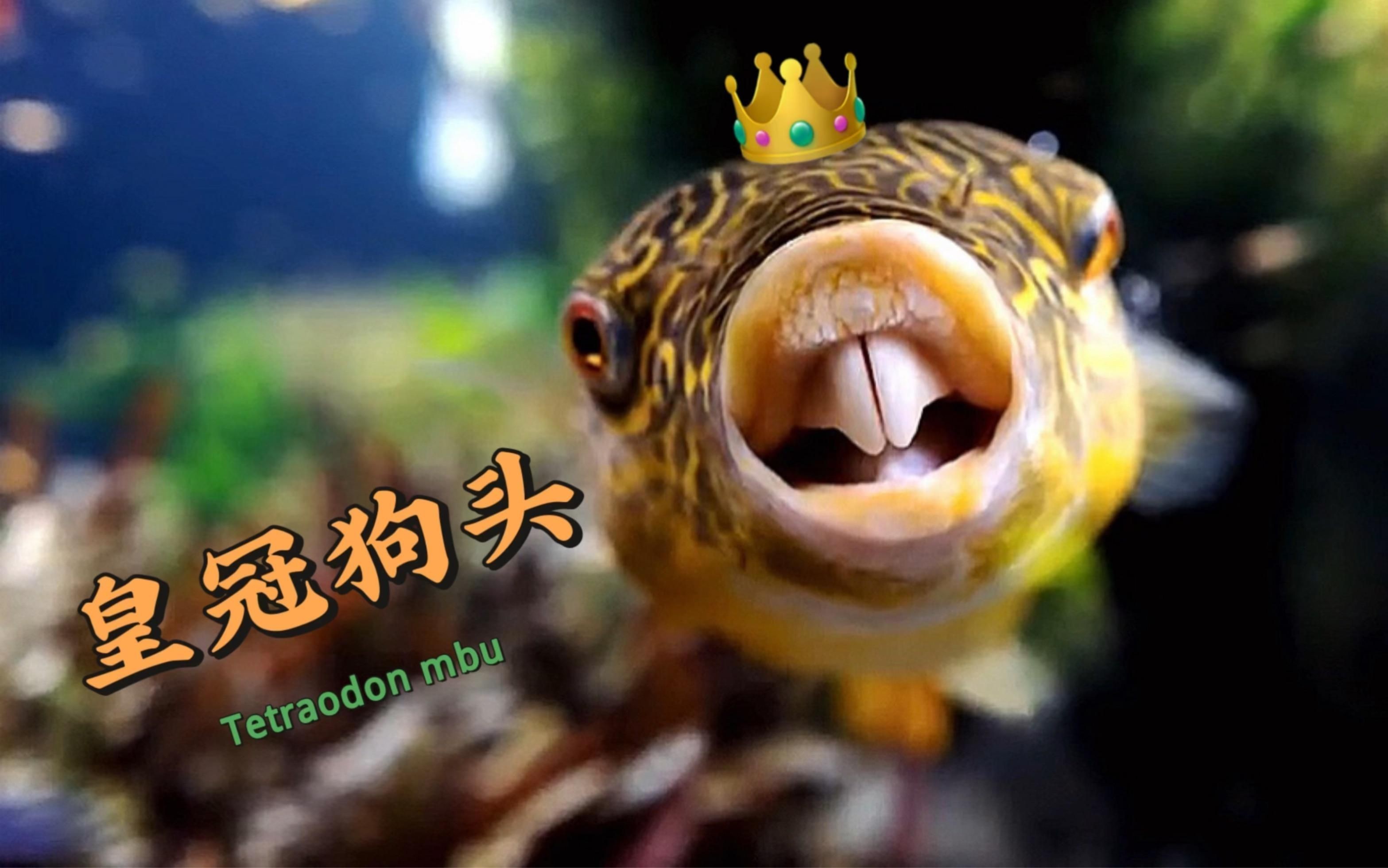 狗頭魚都有什么品種【狗頭魚(淡水河豚)常見品種介紹】
