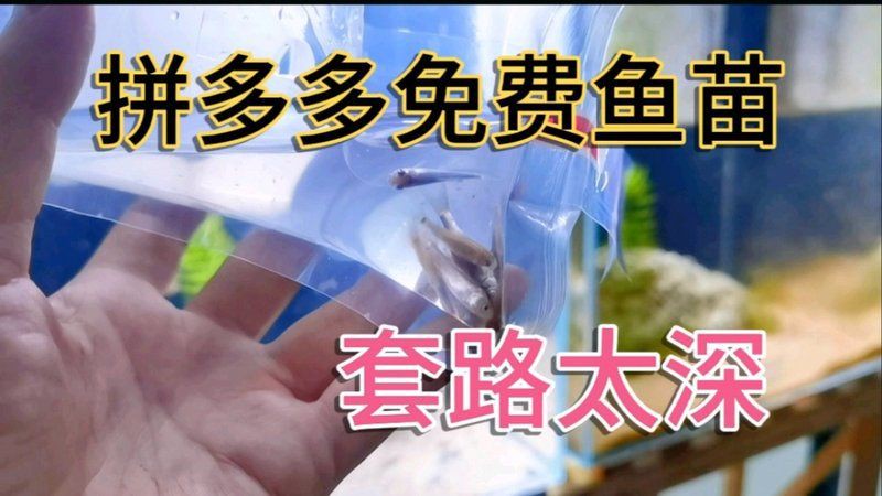 拼多多買魚苗可靠嗎【拼多多買魚苗可靠性參差不齊，智能模式回答完成調用工具】