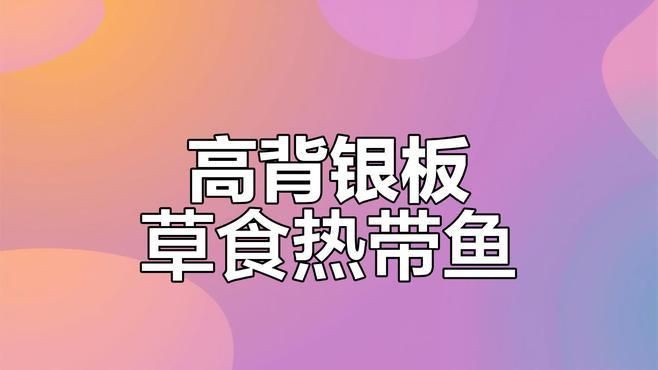 玫瑰紅銀板魚【熱帶素食高背銀板魚的飼養技巧玫瑰紅銀板魚的飼養技巧】