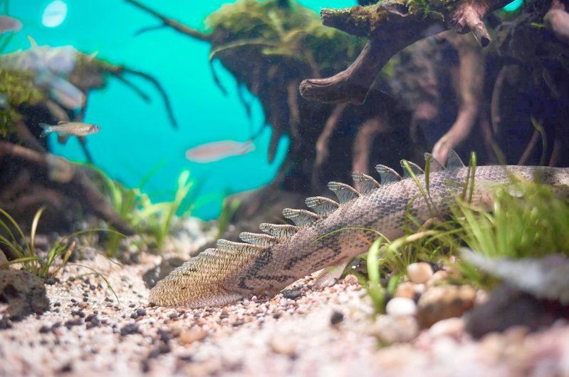 恐龍王魚好養嗎【養好你的水中“霸王龍”動植物養殖】 恐龍王魚好養嗎【養好你的水中“霸王龍”動植物養殖】 龍魚百科 第10張