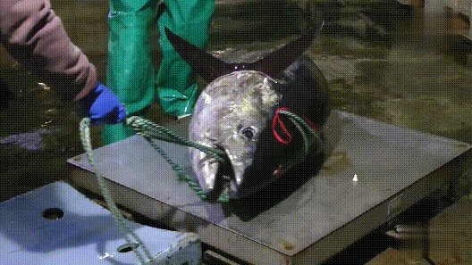 世界十大頂級刺身魚【世界十大頂級刺身魚鑒賞指南】