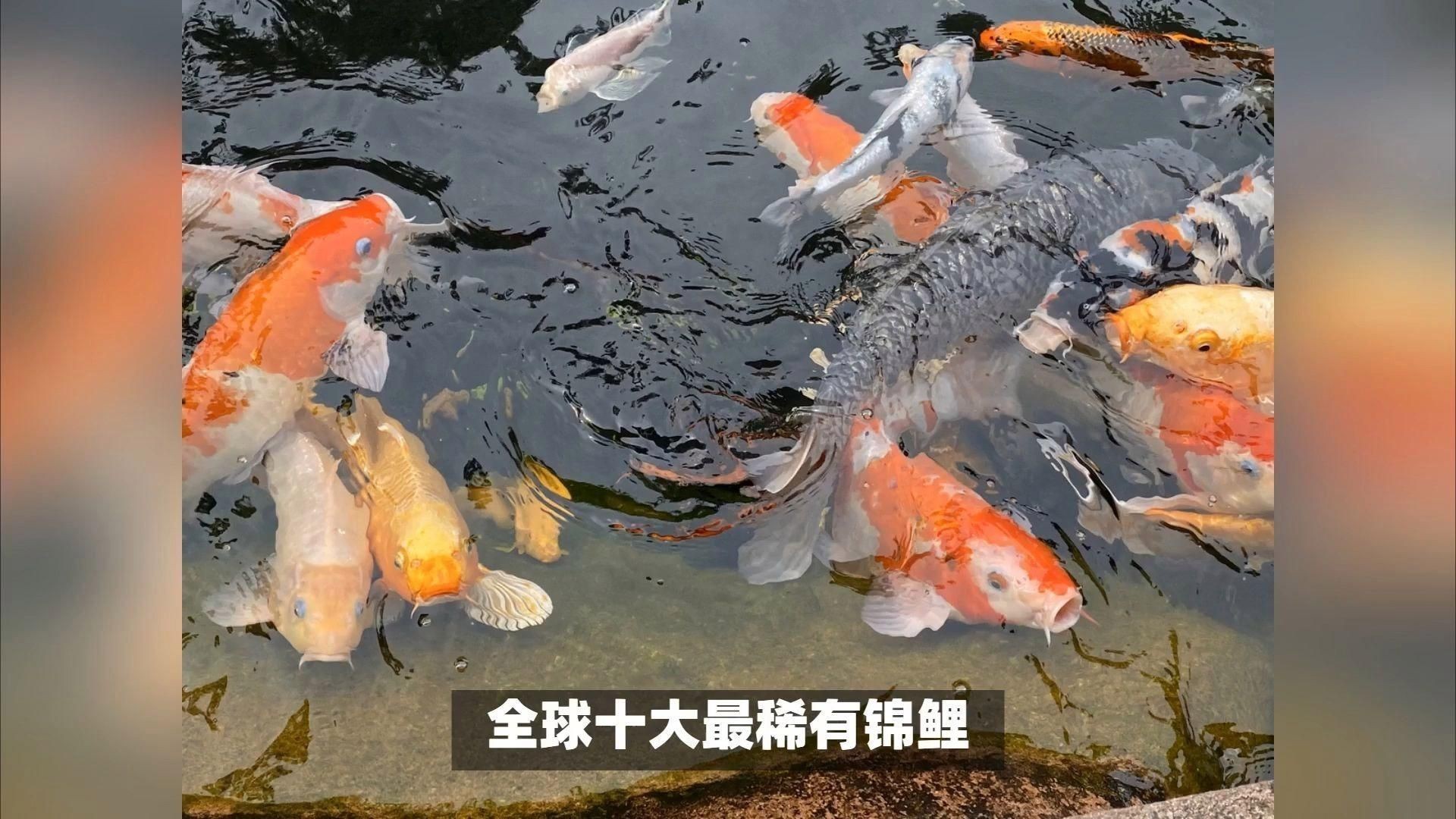 如何區分十大名貴錦鯉【《如何區分十大名貴錦鯉》】