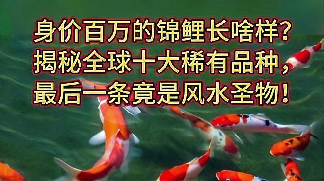 如何區分十大名貴錦鯉【《如何區分十大名貴錦鯉》】