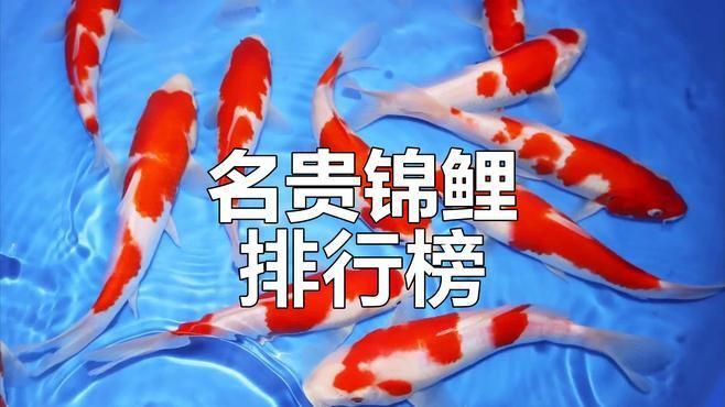 如何區分十大名貴錦鯉【《如何區分十大名貴錦鯉》】