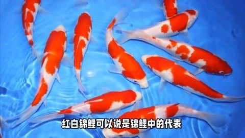 如何區分十大名貴錦鯉【《如何區分十大名貴錦鯉》】