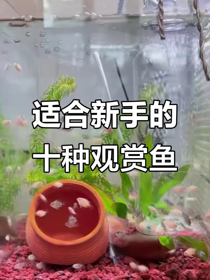 推薦一些適合養七條的魚種【10種最適合新手養的觀賞魚,皮實易養,輕松上手】