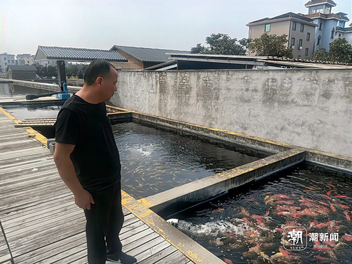 丹頂錦鯉最貴的品種【丹頂錦鯉價值2000萬婁蘭竟只排第三還有哪些天價錦鯉養魚成本高】