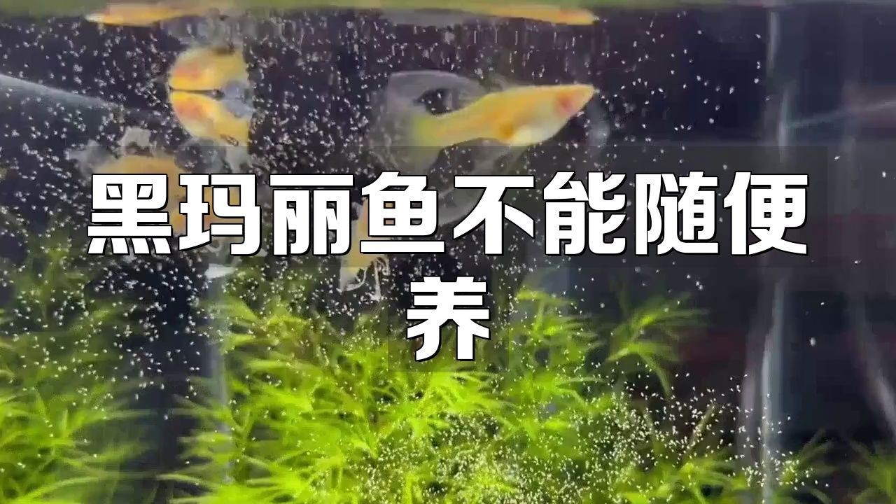 瑪麗魚為什么不建議養(yǎng)【《瑪麗魚為什么不建議養(yǎng)》】 瑪麗魚為什么不建議養(yǎng)【《瑪麗魚為什么不建議養(yǎng)》】 龍魚百科 第2張