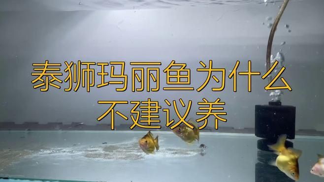 瑪麗魚為什么不建議養(yǎng)【《瑪麗魚為什么不建議養(yǎng)》】 瑪麗魚為什么不建議養(yǎng)【《瑪麗魚為什么不建議養(yǎng)》】 龍魚百科 第4張