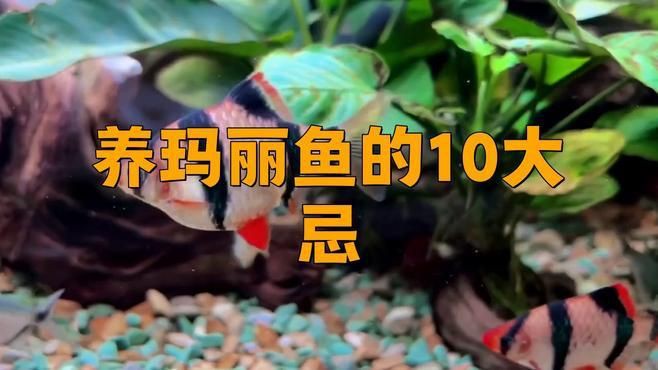 瑪麗魚為什么不建議養(yǎng)【《瑪麗魚為什么不建議養(yǎng)》】 瑪麗魚為什么不建議養(yǎng)【《瑪麗魚為什么不建議養(yǎng)》】 龍魚百科 第6張