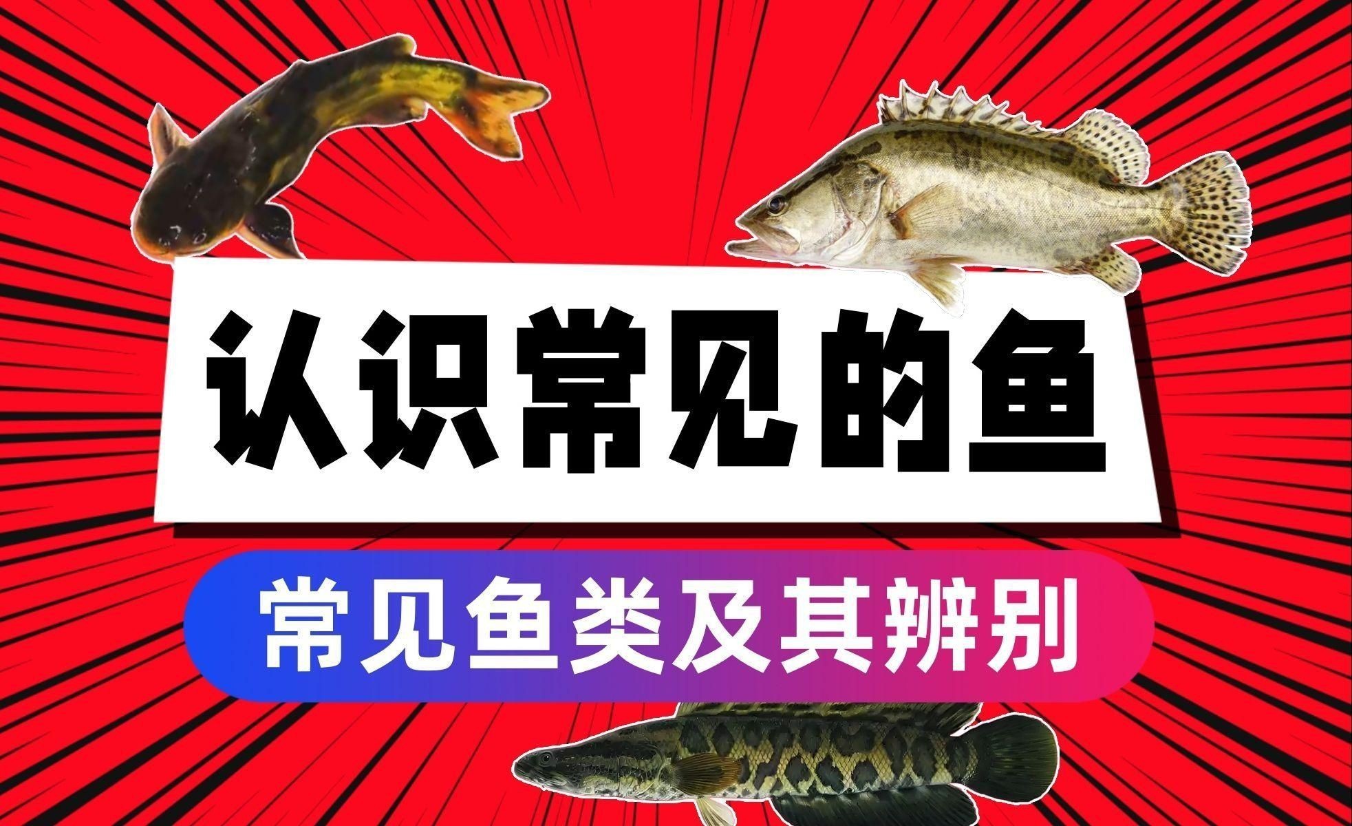 沒有刺的魚有哪些【《沒有刺的魚有哪些》】