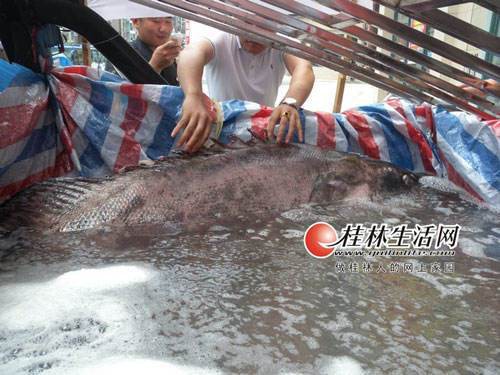 臨桂龍魚店【臨桂龍魚店的價格范圍】