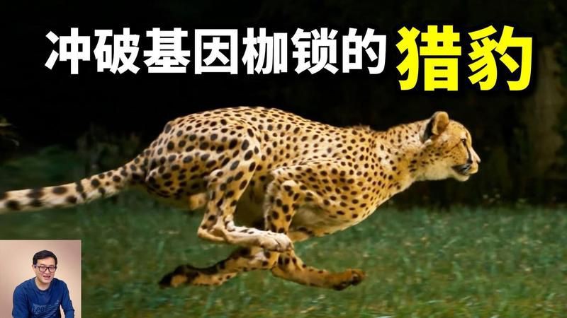 獵豹繁殖方式【全世界的獵豹都是親戚大量近親繁殖,竟意外打造出超級神獸!】